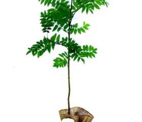 Rowan Tree