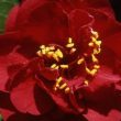 Ruby Wedding Camellias