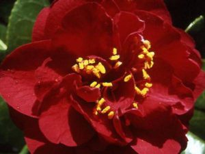Ruby Wedding Camellias