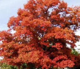 Scarlet Oak Tree