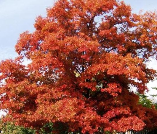 Scarlet Oak Tree