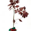 Scarlet Oak Gift Tree