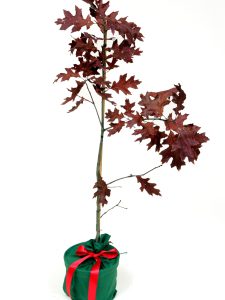 Scarlet Oak Gift Tree