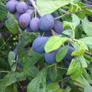 Damson Shropshire Prune Trees For Sale | Trees Direct