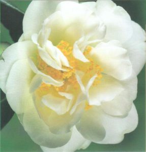 Camellia Silver Anniversary