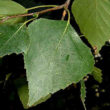 Silver Birch Tree Leaf Detail - Trees Direct