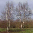 Silver Birch Winter - Trees Direct