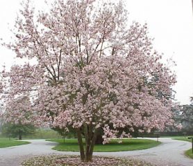 Soulangeana Magnolia Tree