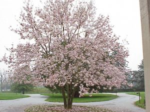 Soulangeana Magnolia Tree