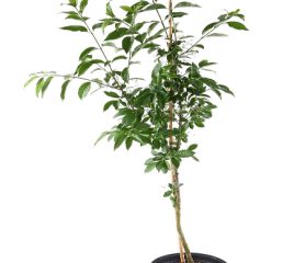 Spindle Tree