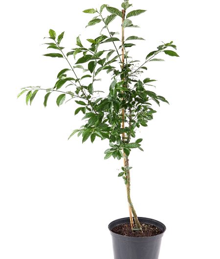 Spindle Tree