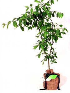 Spindle Native Tree Gift