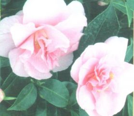 Spring Festival Camellia