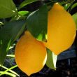 Standard Citrus Lemons