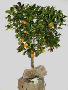 Standard Citrus Orange Tree