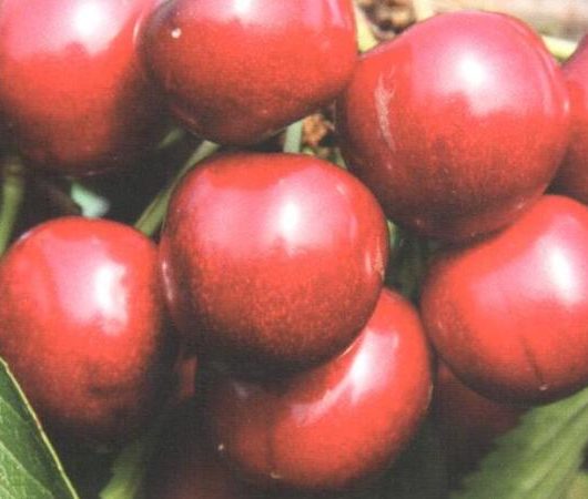 Stella Cherry Fruit