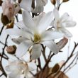 Magnolia Stellata Blossom