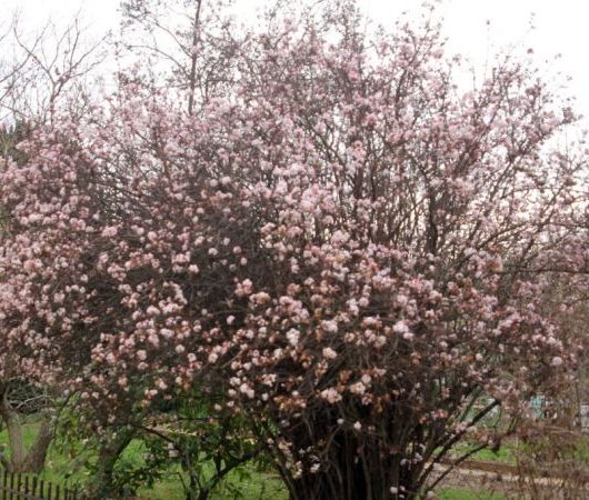 Viburnum Fragrans Tree