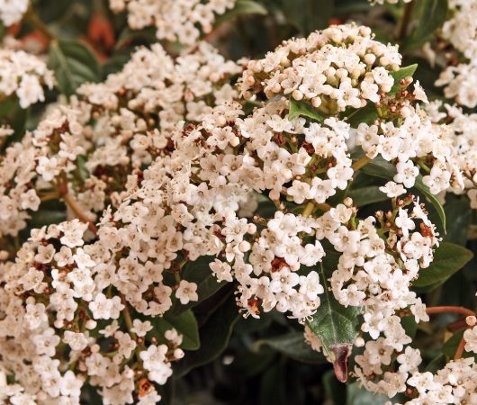 Viburnum-Tinus Flowers