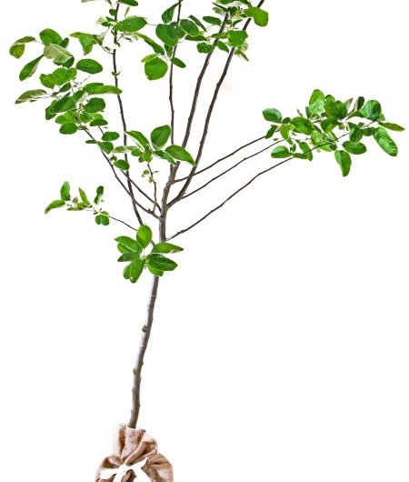 Vranji Quince Tree Gift