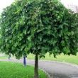 weeping mulberry tree