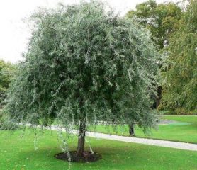 Weeping Siver Pear Tree