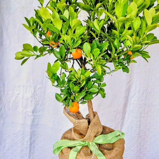 Calamondin Tree