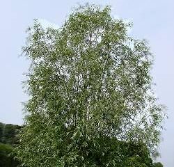 white willow
