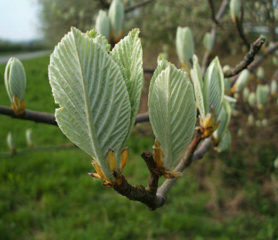 whitebeam tree leaves
