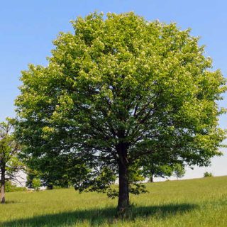 Wild Service Tree for Sale - Choose your Wild Service Tree Now