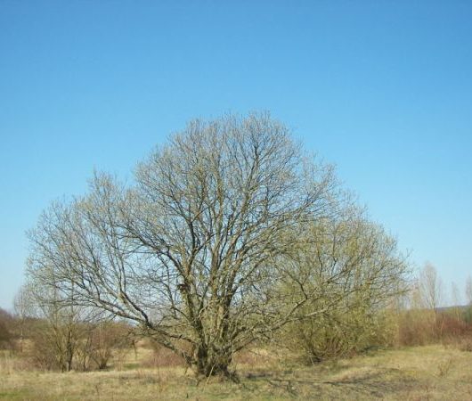Native Willow Tree