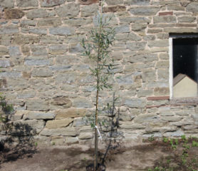 Salix alba