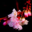 Winter Cherry Blossom