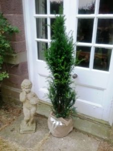 Large Yew Giftwrapped