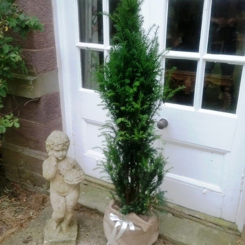 Yew Trees For Sale Trees Direct