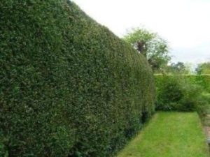 Yew Hedging and Hedgerow