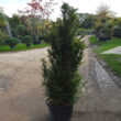 1.75m Yew Tree