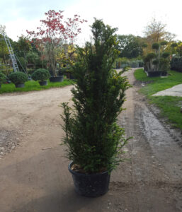 1.75m Yew Tree