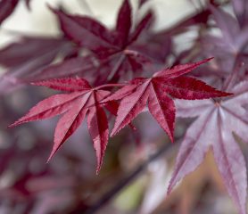purple-japanese-maple-detail-leaf