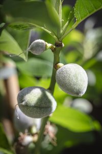 almond tree detail branch
