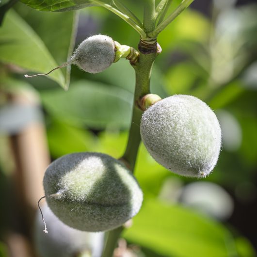 almond tree detail branch
