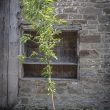 almond-tree