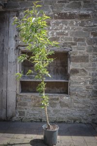 almond-tree