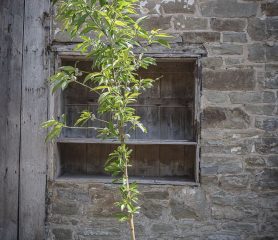 almond-tree