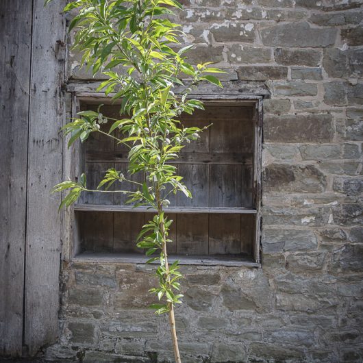 almond-tree