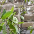 Amelanchier canadensis
