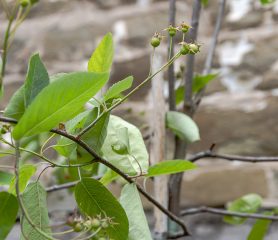 Amelanchier canadensis