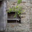 Amelanchier canadensis