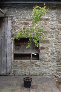 Amelanchier canadensis