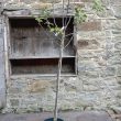 Malus domestica "Cox's Self Fertile"